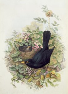 Blackbird, 1873 (ceruza, wc papíron)